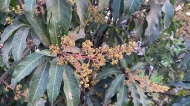 Doğa bahçesinde mango çiçeği