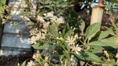 Bitterleaf ağacı çiçeği doğa bahçesinde