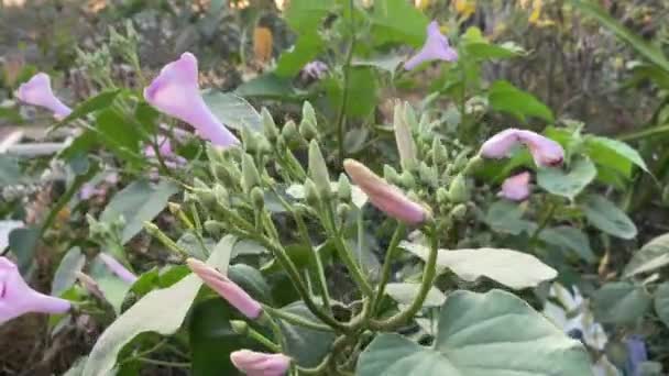 Mattina Gloria Fiore Nel Giardino Della Natura — Video Stock