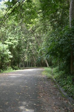 Chonburi, Tayland 'da ormanda yol.