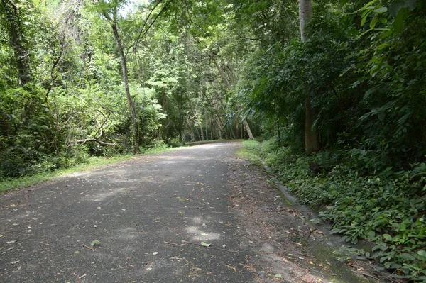 Chonburi, Tayland 'da ormanda yol.