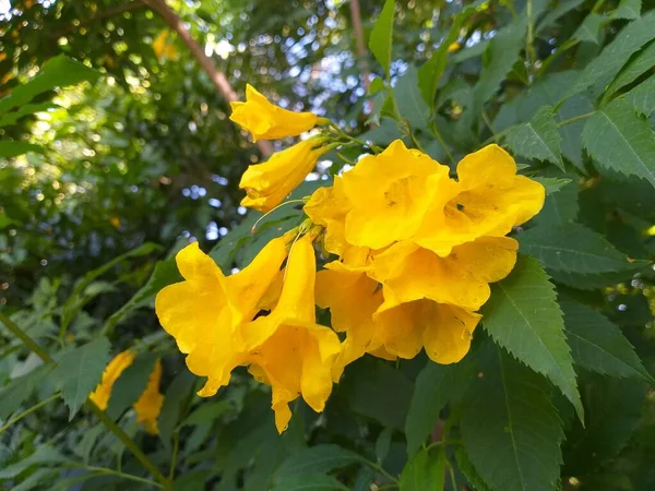 Amarelo Tecoma Stans Flor Jardim Natureza — Fotografia de Stock