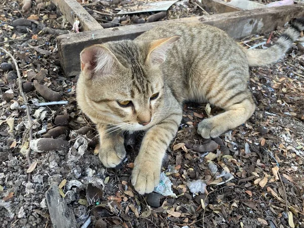 Schattig Tabby Kat Grond — Stockfoto