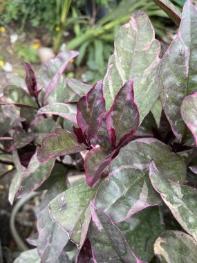 Doğa bahçesinde karikatür bitkisi