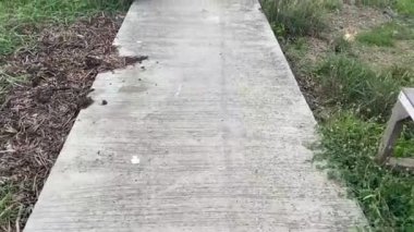 Tayland 'ın doğa bahçesinde çimento yolu