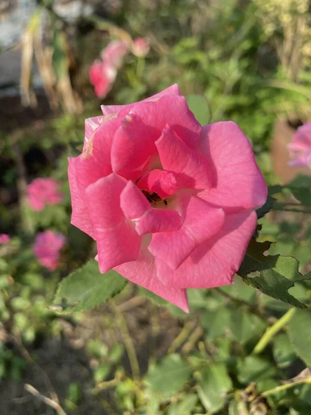 Rose Rose Fleur Dans Nature Jardin — Photo