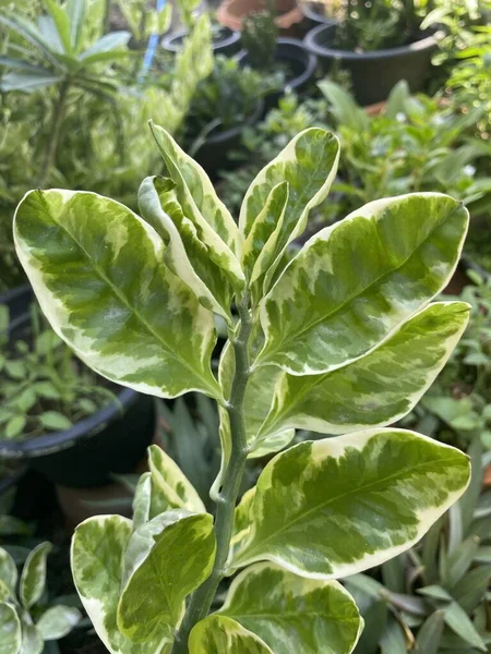 Alocasia Cucullata Plant Nature Garden — стоковое фото