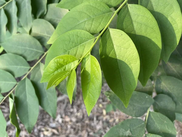 Árbol Grosella Verde Fresco Estrella Jardín — Foto de Stock