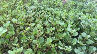 Taze yeşil Trianthema portulacastrum bitkisi doğa bahçesinde