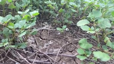 Taze yeşil Trianthema portulacastrum bitkisi doğa bahçesinde
