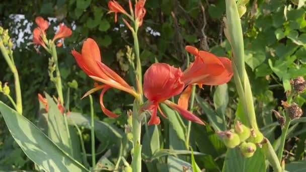 オレンジカンナ 自然園のインディカ — ストック動画