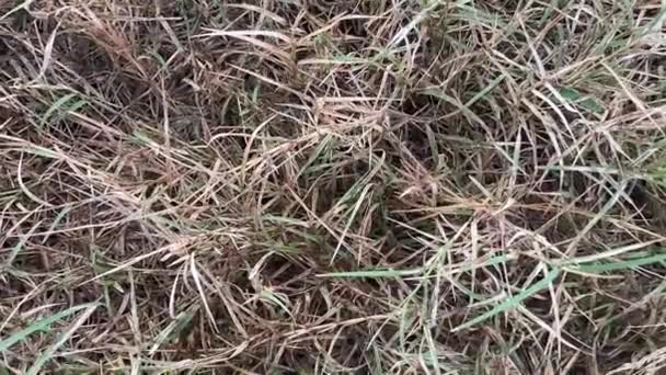 Trockenes Gras Auf Dem Boden — Stockvideo