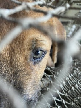 Yaklaş şirin köpek ağıyla