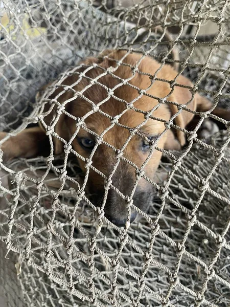 close up cute dog in rope net