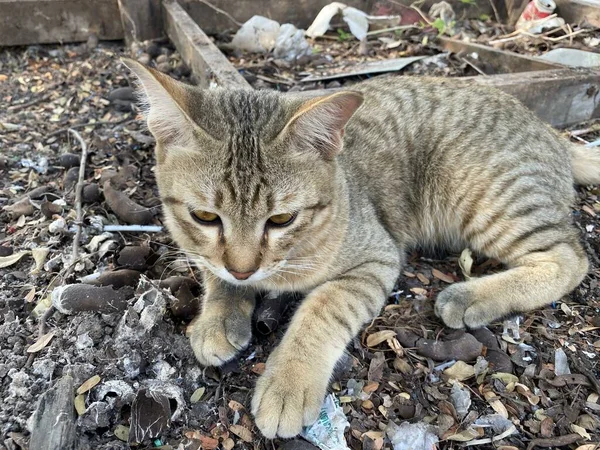 Cute Tabby Cat Ground — Stock Photo, Image