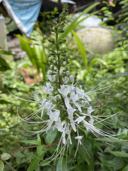 Flor Aranha Selvagem Jardim Natureza — Fotografia de Stock