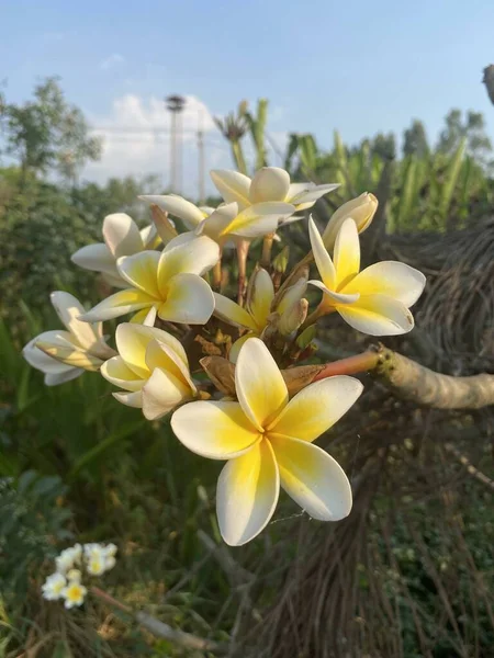 Plumeria Blomma Naturen Trädgård — Stockfoto