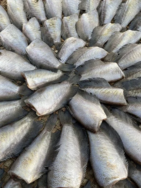 Primer Plano Seco Sepat Siam Pescado Comida Cruda Tailandia Estilo —  Fotos de Stock