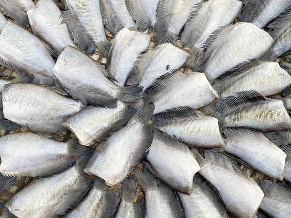 Крупним Планом Суха Риба Sepat Siam Сира Їжа Тайландський Стиль — стокове фото