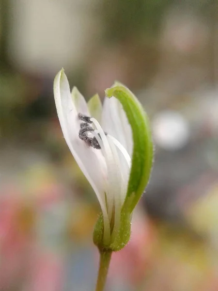 Weiße Orthosiphon Aristatus Blume Naturgarten — Stockfoto