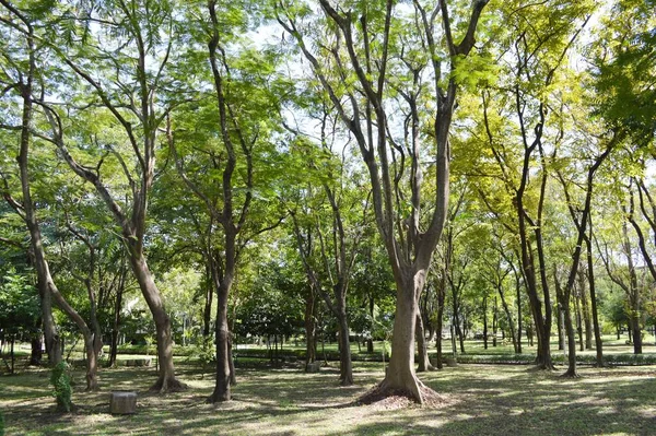 Jardin Naturel Dans Pays Thaïlande — Photo