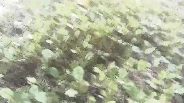 Resim Bitki Deseni Arkaplanı — Stok video