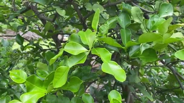 Citrus Hystrix Hojas Jardín Naturaleza — Vídeo de stock
