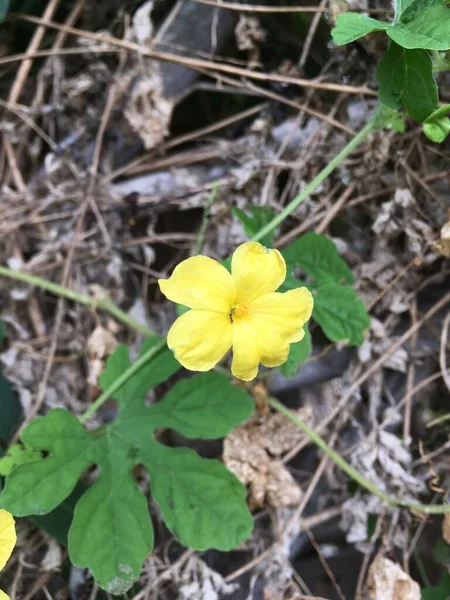 Jaune Momordica Charantia Fleur Dans Jardin Naturel — Photo