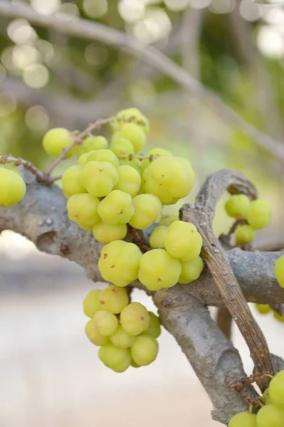 Árbol Grosella Verde Fresco Estrella Jardín — Foto de Stock