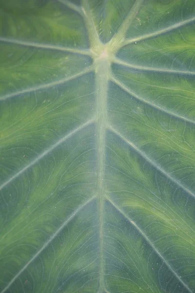 Verse Colocasia Esculenta Bladeren Textuur Voor Achtergrond — Stockfoto