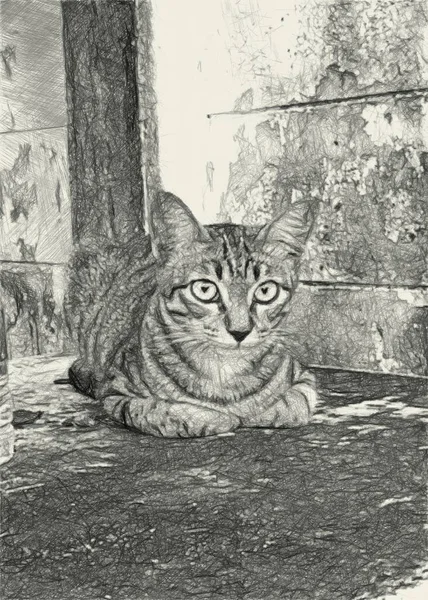 art drawing black and white of cute tabby cat