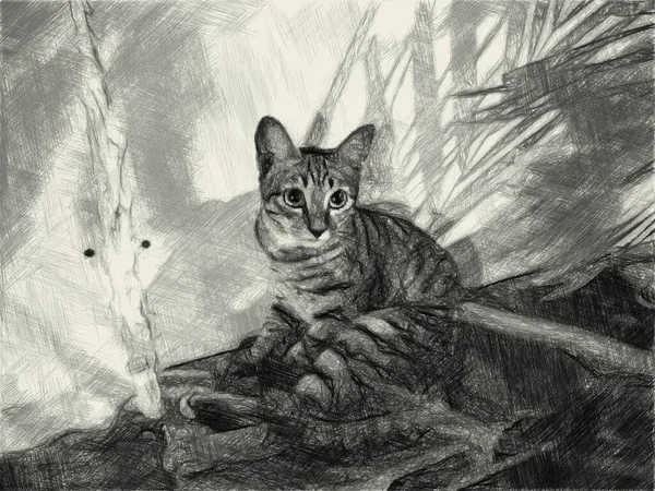 Arte Desenho Preto Branco Gato Bonito Tabby — Fotografia de Stock