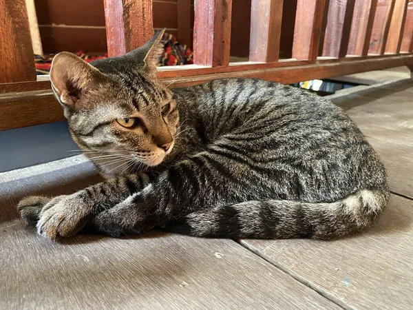 Lindo Gato Madera Piso —  Fotos de Stock