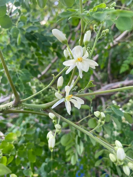 Zbliżenie Biały Kwiat Przyrodzie Ogród — Zdjęcie stockowe
