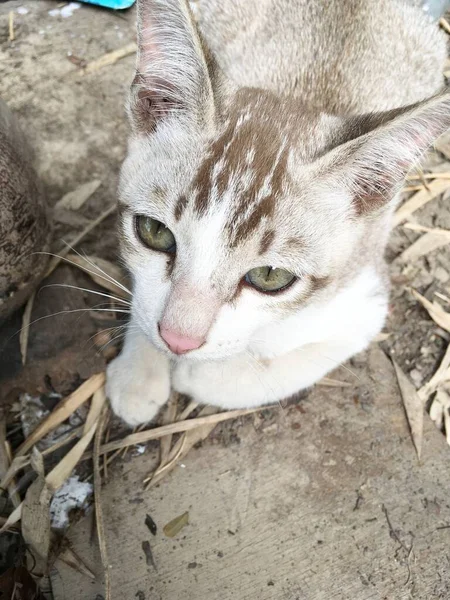 Bonito Tabby Gato Counrty Tailândia — Fotografia de Stock