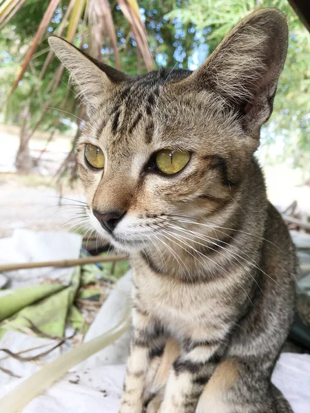 Słodkie Tabby Kot Hrabstwo Tajlandia — Zdjęcie stockowe