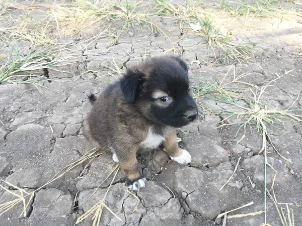 Lindo Bebé Perro País Tailandia —  Fotos de Stock