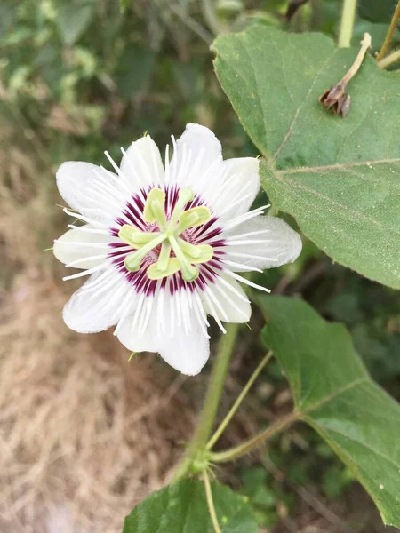 Passiflora Foetida Blanca Flor Jardín Naturaleza —  Fotos de Stock