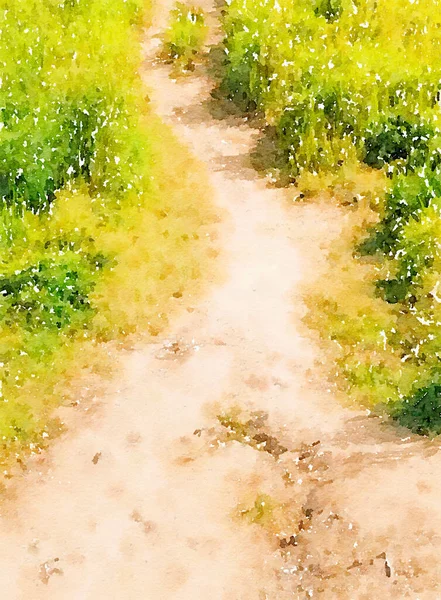 Art Aquarelle Chemin Dans Forêt — Photo