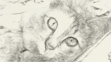 Güzel tekir kedilerin siyah beyaz çizimleri