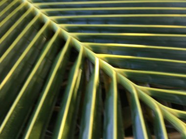 taze hindistan cevizi yaprağı dokusu