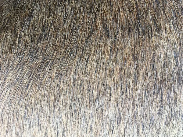 Fechar Cabelo Textura Cão — Fotografia de Stock