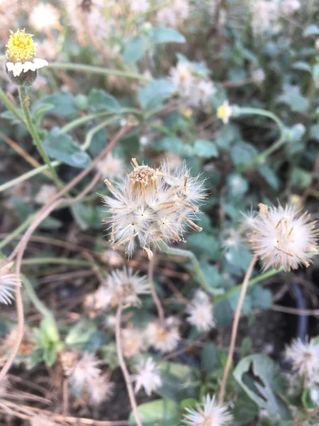 Zaadknoppen Bloem Natuur Tuin — Stockfoto