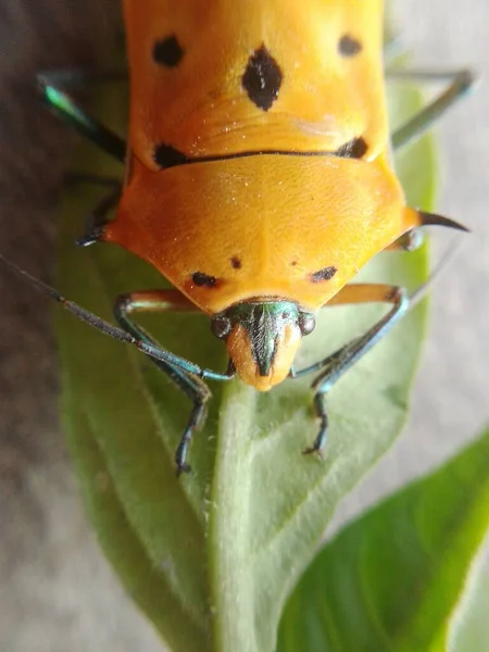 Insecte Mignon Sur Feuille Verte — Photo