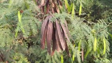 lucaena glauca ağacı doğa bahçesinde