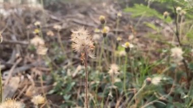 beautiful coatbutton flower in nature garden