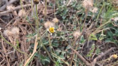 beautiful coatbutton flower in nature garden