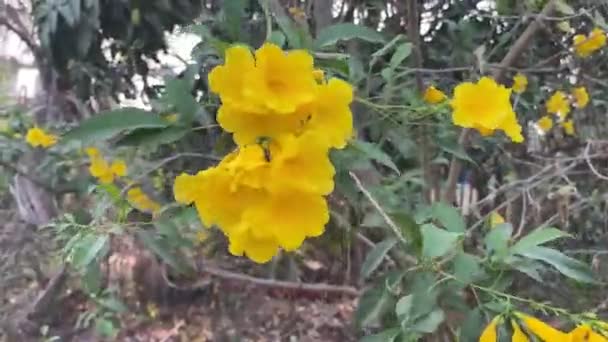 Gelbe Tecoma Stans Blume Naturgarten — Stockvideo