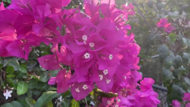 庭のピンクブーゲンビリアの花 — ストック動画