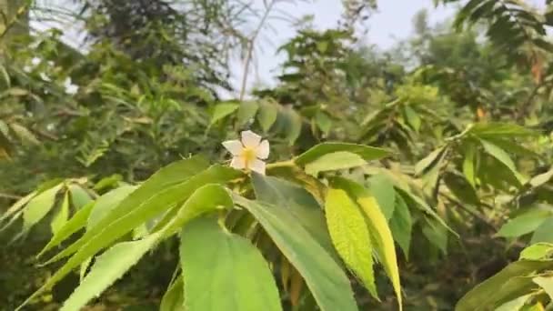 Muntingia Calabura Flower Nature Garden — Stock Video
